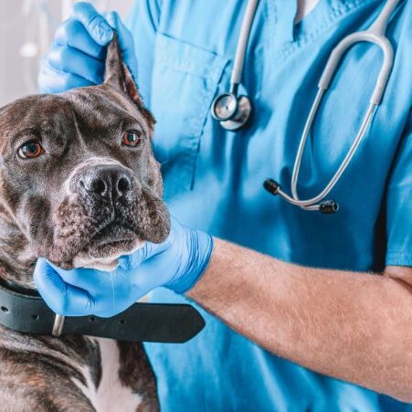 vet-referral-s23 vet-referral-s23